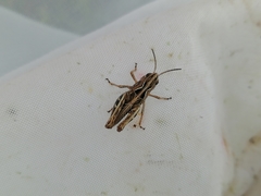 Arcyptera microptera