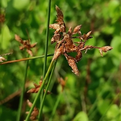 Schoenoplectus subulatus