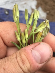 Crepis acuminata