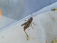Arcyptera microptera