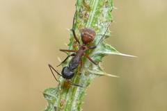 Camponotus cruentatus