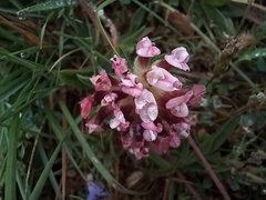 Anthyllis vulneraria