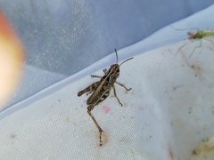 Arcyptera microptera