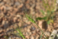 Aegilops neglecta