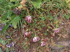 Anthyllis vulneraria