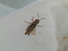 Arcyptera microptera