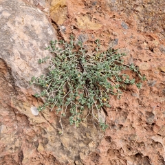 Teucrium buxifolium