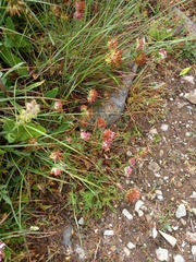 Anthyllis vulneraria