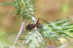 Camponotus cruentatus
