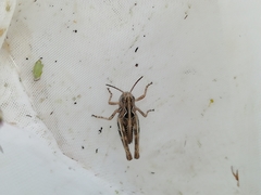 Arcyptera microptera