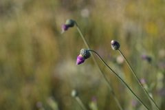 Tyrimnus leucographus