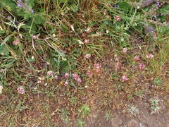 Anthyllis vulneraria