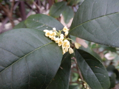 Osmanthus