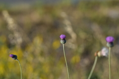 Tyrimnus leucographus