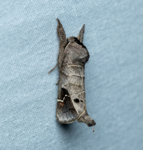 Clostera anachoreta