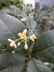 Osmanthus