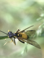 Tenthredo maculata