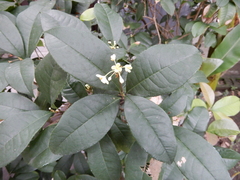 Osmanthus