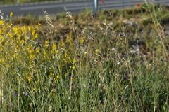 Tyrimnus leucographus