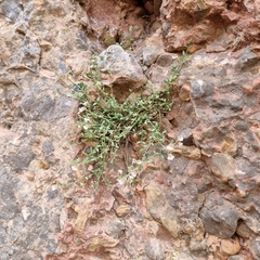 Chaenorhinum origanifolium crassifolium