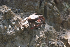 Episesarma chentongense