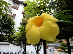 Allamanda