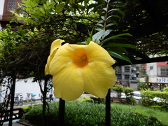 Allamanda