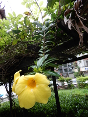 Allamanda