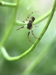 Araneae