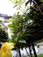 Allamanda