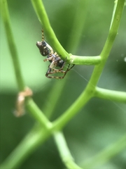 Araneae