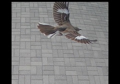 Mimus polyglottos image