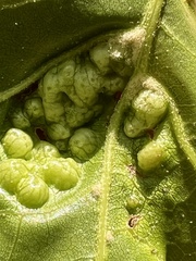 Callirhytis favosa