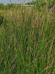 Schoenoplectus subulatus