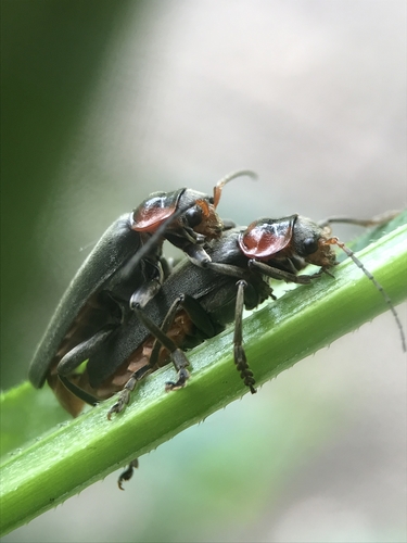 Paprastasis minkštavabalis nuotrauka