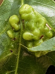 Callirhytis favosa