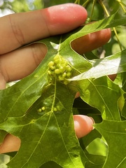 Callirhytis favosa