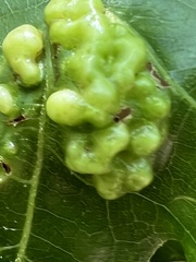 Callirhytis favosa