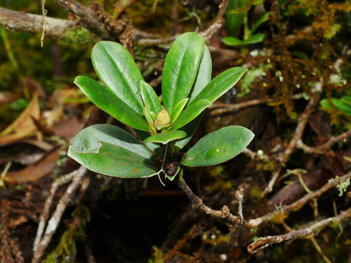 Rhododendron kawakamii, photograph 6