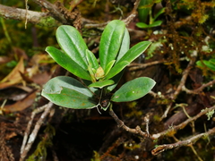 Rhododendron kawakamii, photograph (c) Jacy Chen, some rights reserved (CC BY)