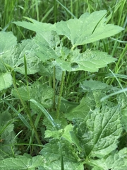 Heracleum sphondylium
