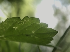 Heracleum sphondylium