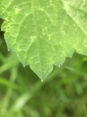 Heracleum sphondylium