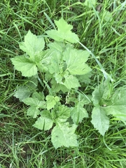 Heracleum sphondylium