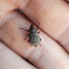 Curculionidae
