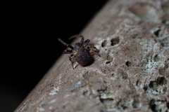 Pycnaxis