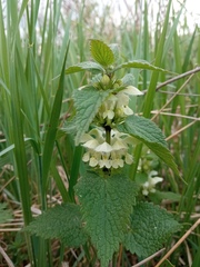 Lamium album