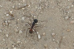 Camponotus cruentatus