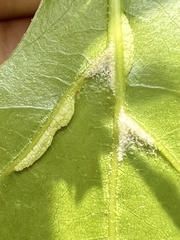 Macrodiplosis niveipila