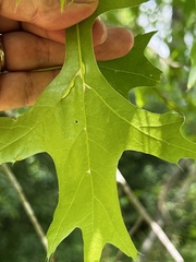 Macrodiplosis niveipila